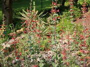 Summer Garden Views 20250602 0009