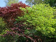 Summer Garden Views 20250602 0014