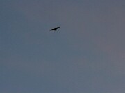 Bats 20240313 0003