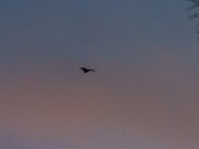 Bats 20240313 0004