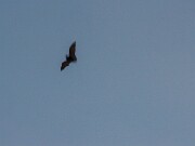 Bats 20240313 0005