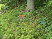 Fox 20220522 0002