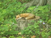 Fox 20220522 0003