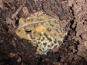 Toad 20220604 0002