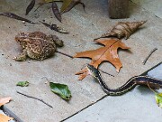 Toad and Garter Snake 20210925 0001