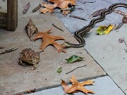 Toad and Garter Snake 20210925 0002