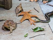 Toad and Garter Snake 20210925 0003