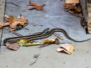 Toad and Garter Snake 20210925 0004