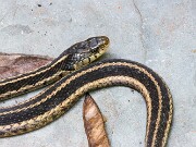 Toad and Garter Snake 20210925 0005