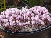 The Garden through the Years - Complete Collection