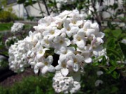 Viburnum 0004