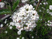 Viburnum