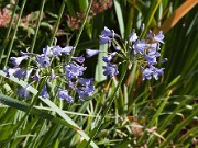 Agapanthus sp. 20100003