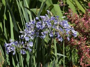 Agapanthus