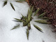 Yucca harrimaniae in mid-winter 0001