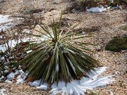 Yucca