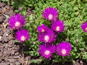 Delosperma ashtonii Blut 20100001