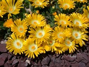 Delosperma basuticum 0002