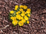 Delosperma basuticum Gold Nugget 20110002