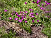 Delosperma cooperi 20100003