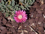 Aloinopsis