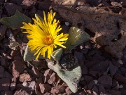 Pleiospilos