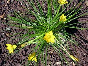 Nothoscordum felipponei (Ipheion sellowianum) 0003