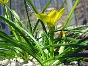 Nothoscordum felipponei (Ipheion sellowianum) 0007