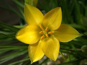 Nothoscordum felipponei (Ipheion sellowianum) 0008