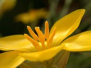 Nothoscordum felipponei (Ipheion sellowianum) 0060