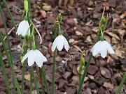 Acis ionica 20250902 0003