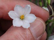 Acis ionica 20250902 0004