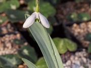 Galanthus alpinus ACQ11509 20171221 0004