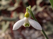 Galanthus alpinus ACQ11514 20180109 0001