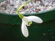 Galanthus alpinus ACQ13823 20180109 0001