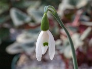 Galanthus alpinus ACQ13871 20180126 0002