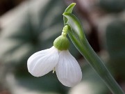 Galanthus alpinus PAL-SV-16-0405 20170101 0002