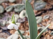 Galanthus alpinus PAL-SV-16-0405 20170101 0003