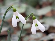 Galanthus alpinus TCM12-110 20170112 0002