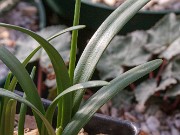 Galanthus artjuschenkoae ACQ11322 20180126 0004