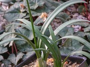 Galanthus artjuschenkoae ACQ11322 20180208 0003