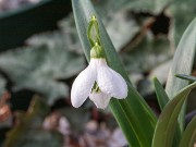 Galanthus artjuschenkoae ACQ11329 20180126 0002