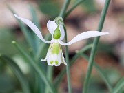 Galanthus aff. plicatus 20171111 0002