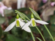 Galanthus aff. plicatus ACQ11607 20171028 0002