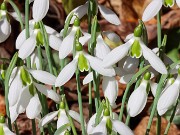 Galanthus bursanus 10 20241028 0002