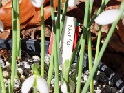 Galanthus bursanus 14 20241028 0001