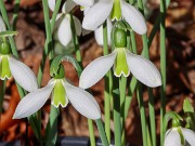 Galanthus bursanus 14 20241028 0002