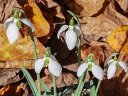 Galanthus bursanus 7 20221030 0003