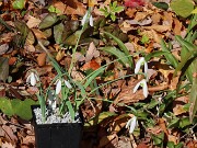 Galanthus cilicicus 12702 20241105 0001