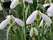 Galanthus cilicicus 442 20251128 0008